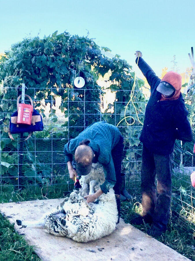 Untitled Teamwork dreamwork- sisters shearing sheep at SpicyFibers Farmstead
