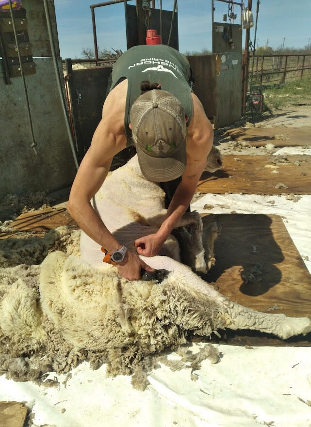 Shearing fine wool sheep for amazing 4H Ranch in Texas. First rate lamb and wool at the Fischer's