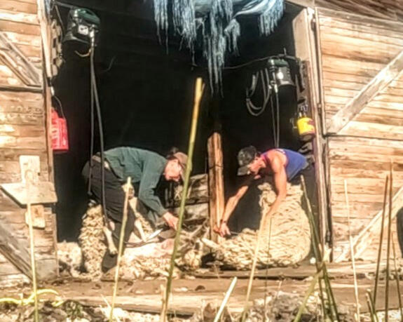 Twin sisters shearing longwool sheep in the doorway of a dilapidated barn in Montana