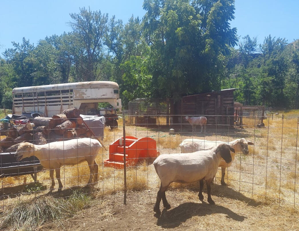 Suffolk Heifer cross sheep feeling nice on a warm sunny day after being shorn near Whitebird Idaho