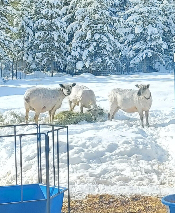 Shiny Wensleydale sheep after being shorn in the winter near Saint Maries, Idaho