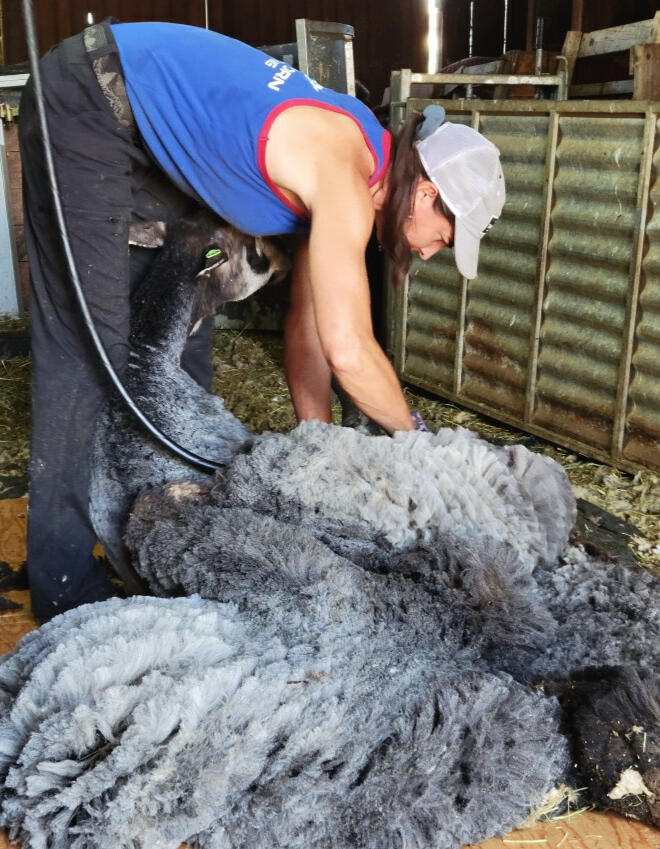 Woman shearing a natural gray Corriedale sheep in Moscow, Idaho