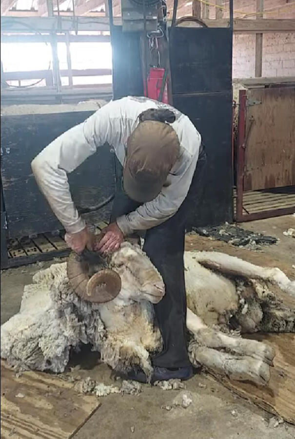 Woman shearing full curl finewool Rambouillet ram in Texas