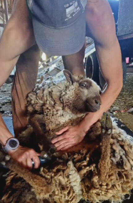 Shearing a shetland lambnear Chewelah, Washington