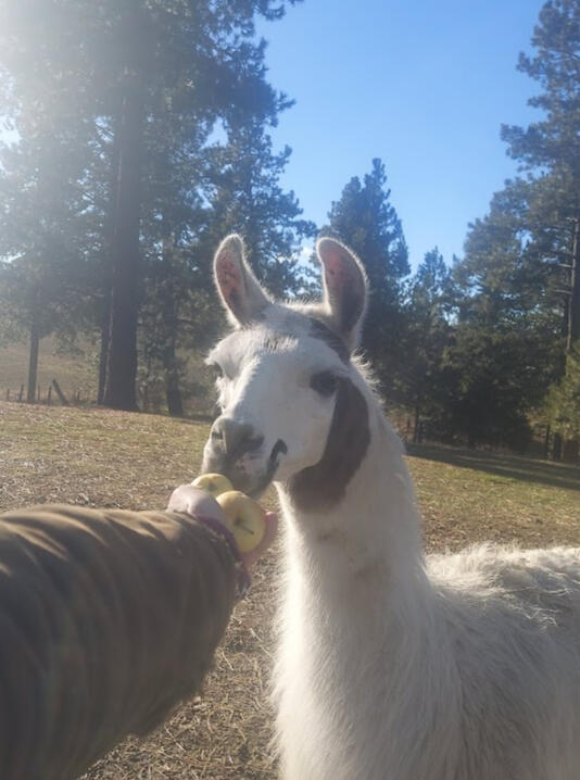 Duck the handsome and vigilant guardian llama. White llama with a joker face eating apples out of my hand