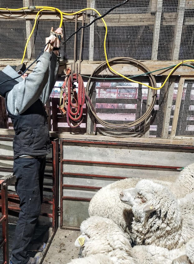 Getting ready for shearing. Sheep watch curiously as shearer prepares for defleecing day.