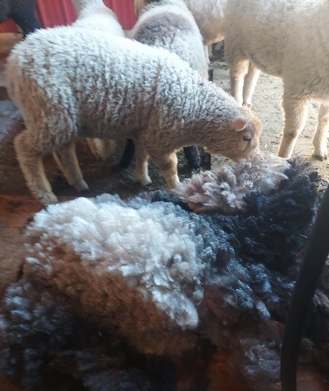 White Romney lamb inspecting a lustrous natural colored fleece on shearing day in Idaho