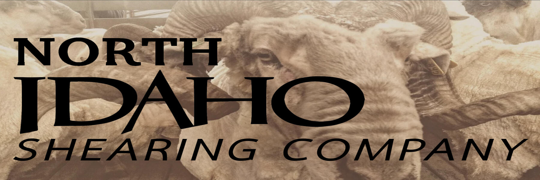 North Idaho Shearing Co. Full curl Rambouillet ram with a wrinkly nose in sepia tone