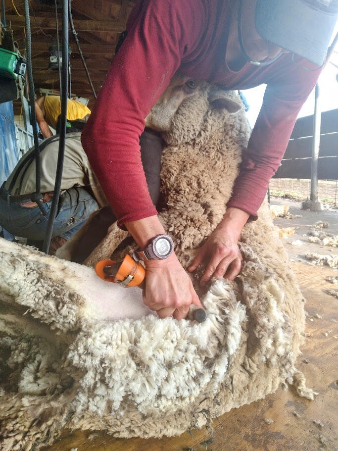 Sheep Shearing woman shearing beautiful white Romney sheep near Emmett, Idaho USA